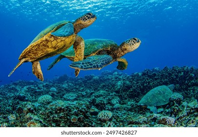 Sea turtles swim in the underwater. Underwater sea turtles. Sea turtles undrsea. Sea turtles underwater