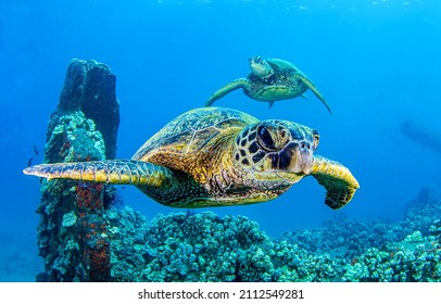 Sea turtles swims underwater. Underwater sea turtles. Sea turtles underwater scene. Sea turtle underwater closeup