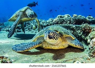 Sea turtles in the underwater world. Sea turtle undersea. Underwater sea turtles. Sea turtles underwater portrait