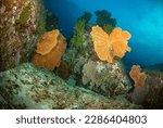 sea underwater photography D810   diver dive