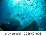 sea underwater photography D810   diver dive