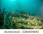 sea underwater photography D810   diver dive