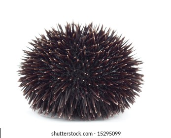 Sea Urchin