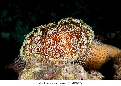 1 Echinothuridae Images, Stock Photos & Vectors | Shutterstock