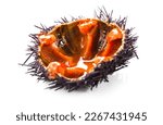 Sea Urchin with caviar close-up, isolated on white background. One fresh sea urchin delicatessen food. Traditional Mediterranean food. Roe. Sea food