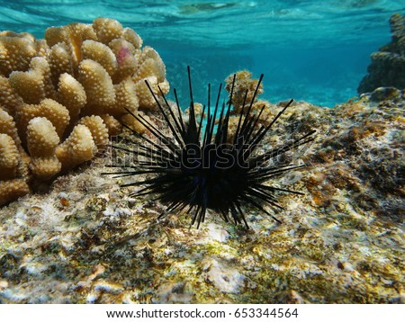 Sea urchin Echinothrix diadema, commonly called diadema urchin or blue-black urchin, underwater in the lagoon of Moorea, Pacific ocean, French Polynesia