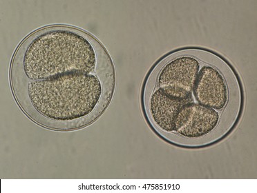 Sea Urchin Embryo Cell Division