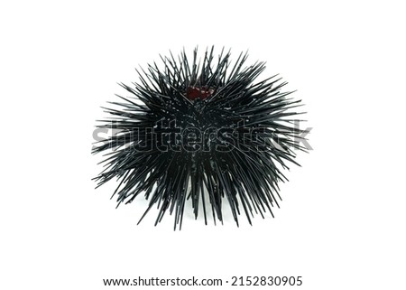 Sea urchin isolated on white background