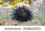 Sea urchin (Landak laut, bulu babi). About 950 species of sea urchin are distributed on the seabeds of every ocean