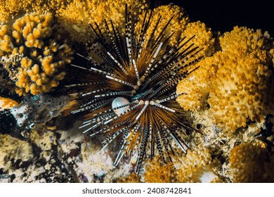 Sea urchin on rock. Sea urchin macro. Marine life at coral reef and its ecosystem at night. Diving and exploring at Bali.