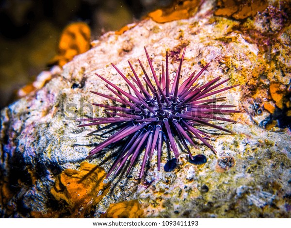 Sea urchin on rock. Sea urchin macro. Marine\
life at coral reef and its ecosystem at night. Diving and exploring\
at Maldivian archipelago.