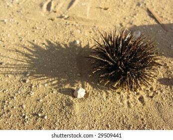 Sea urchin on sand - Shutterstock ID 29509441