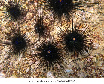 Sea urchin on the seabed.