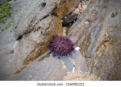 The Sea Urchin On The Shore Between The Stones Is A Danger To The Bare Feet Of Tourists.