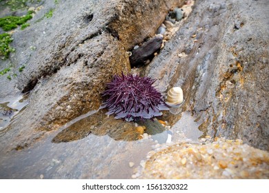 The Sea Urchin On The Shore Between The Stones Is A Danger To The Bare Feet Of Tourists.