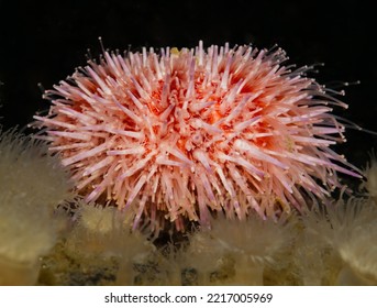 Sea Urchin From Oslo Fjord