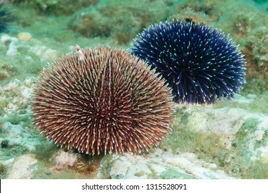 Sea Urchin (Paracentrotus Lividus) Granada, Spain