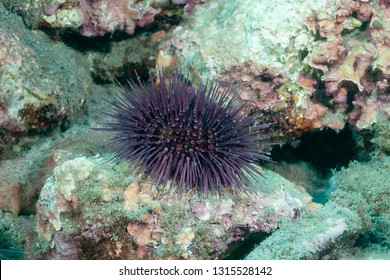 Sea Urchin (Paracentrotus Lividus) Granada, Spain