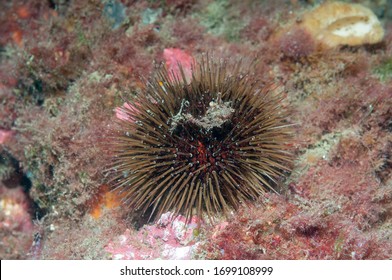 Sea Urchin (Paracentrotus Lividus) Granada, Spain