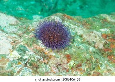 Sea Urchin (Paracentrotus Lividus) Granada, Spain