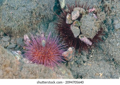 Sea Urchin (Paracentrotus Lividus) Granada, Spain