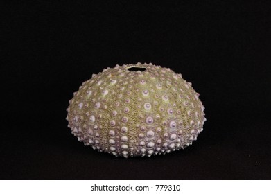 Sea Urchin Shell Black Background Stock Photo 779310 | Shutterstock