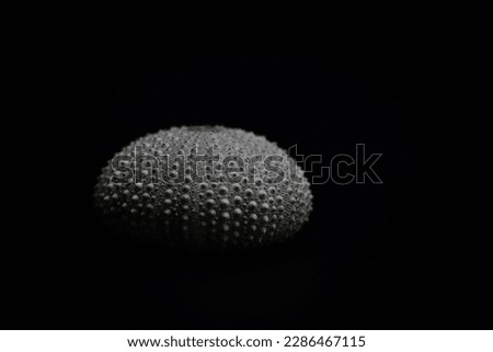 Similar – Image, Stock Photo close up of shells on beach at frost | color reduced