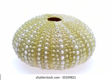 white sea urchin shell