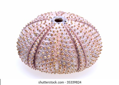 white sea urchin shell