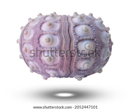 sea urchin shell A purple round sea urchin shell with white polished buttons isolated on white background. This has clipping path.