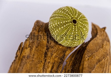 Sea Urchin shell sitting on a piece of wood