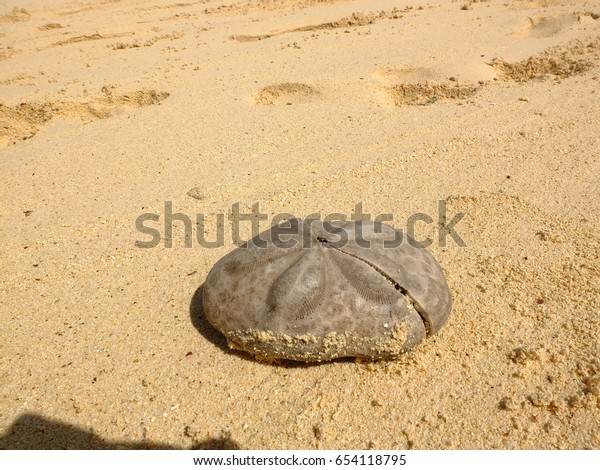 Sea Urchin Shell Star Grand Bahama Stock Photo Edit Now 654118795