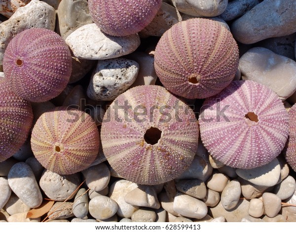 Sea Urchin Shells On Pebble Beach Stock Photo Edit Now 628599413