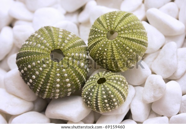 Sea Urchin Shells On Pebbles Stock Photo Edit Now 69159460