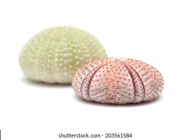 1,517 Echinoidea Images, Stock Photos & Vectors | Shutterstock