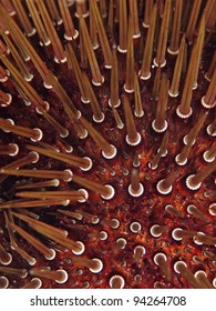 Sea Urchin Stings (Paracentrotus Lividus)