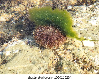 Sea Urchin Strongylocentrotus Intermedius Underwater Algae Stock Photo ...