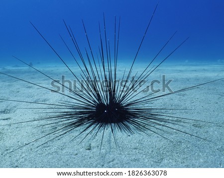 sea urchin  underwater blue sea scenery seaurchin ocean floor