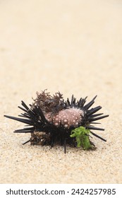 Sea urchins or also called sea urchins (Class Echinoidea) with thorn-like feathers on the white sand on the beach
