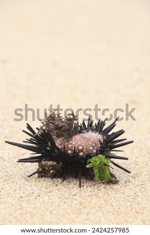 Sea urchins or also called sea urchins (Class Echinoidea) with thorn-like feathers on the white sand on the beach
