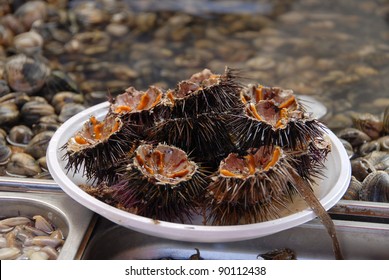 Sea Urchins, Catania Market, Sicily, Italy