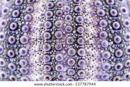 Sea urchins frame structure