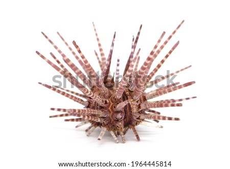 Sea urchins isolated on white background