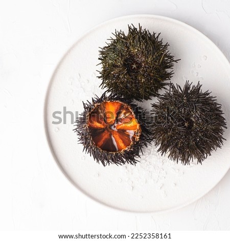 Sea urchins (ricci di mare) or uni, on the white dish.  Delicious seafood from Mediterranean Italy, Spain, Japan. Natural texture, square crop