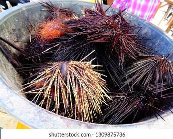 Sea Urchins for Sale (3 for P100). Fresh, salty and creamily opulent perfect for lunch. Location: Virgin Island Bohol Philippines
