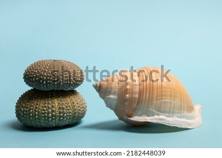 Sea urchins and seashell on blue background. Summer minimal concept.
