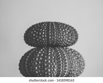 Sea Urchins Black Images Stock Photos Vectors Shutterstock