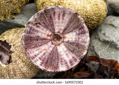365 Underside shell Images, Stock Photos & Vectors | Shutterstock