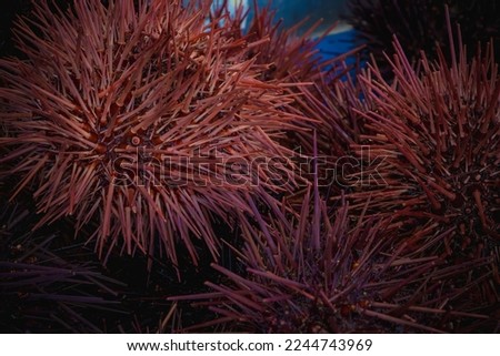 Sea urchins are spiny, globular echinoderms in the class Echinoidea. About 950 species of sea urchin live on the seabed of every ocean