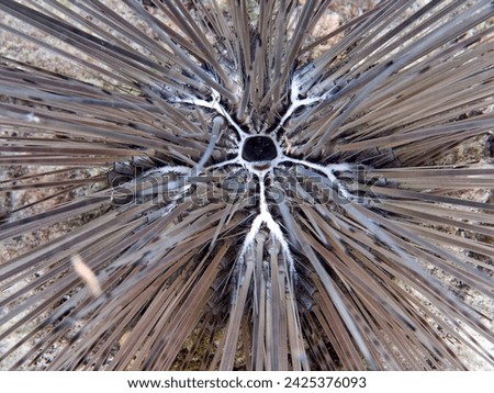 Sea urchins are spiny, globular echinoderms in the class Echinoidea